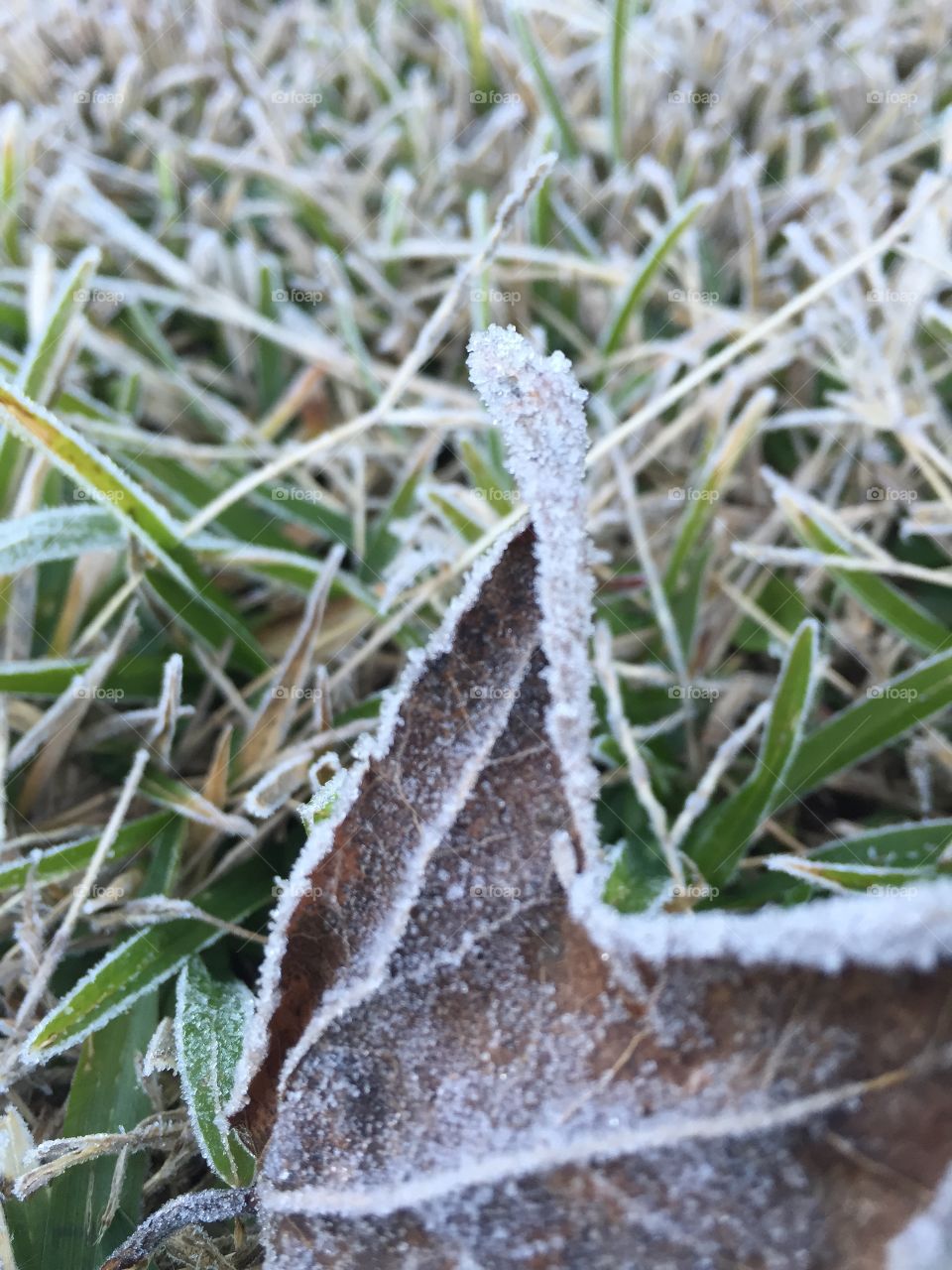 Frost
