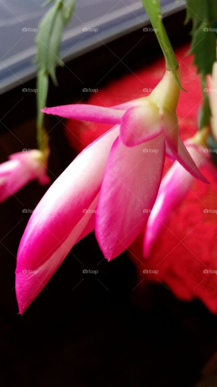 Christmas  Cactus . Christmas Cactus ready to Bloom