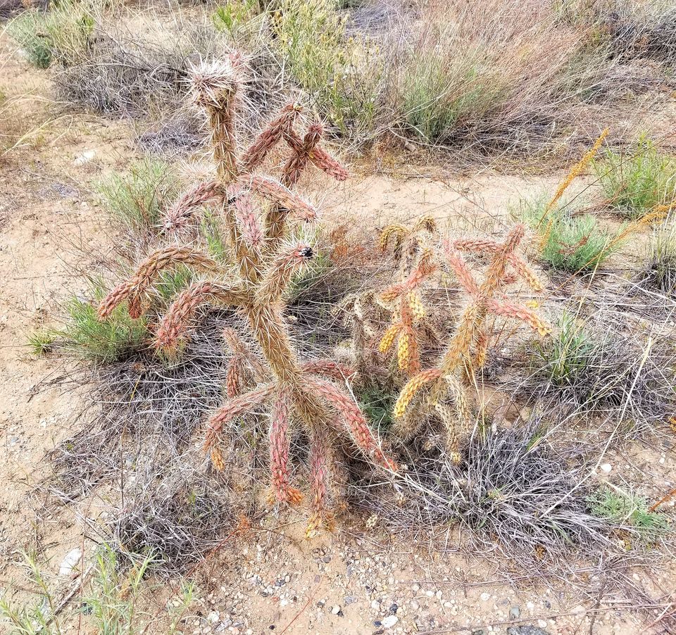 Mountain Cactus