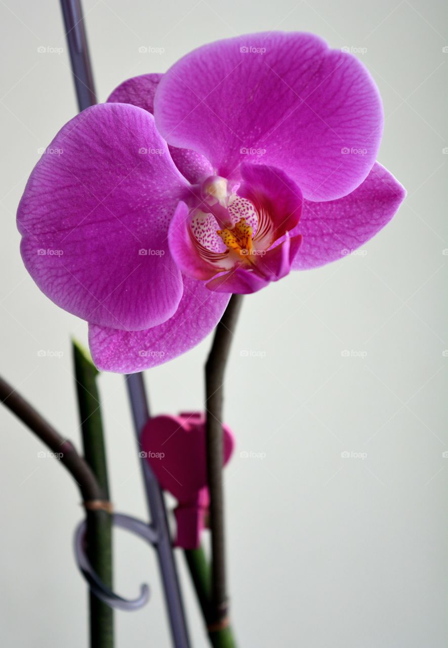 house plants orchid flower on a window home interior