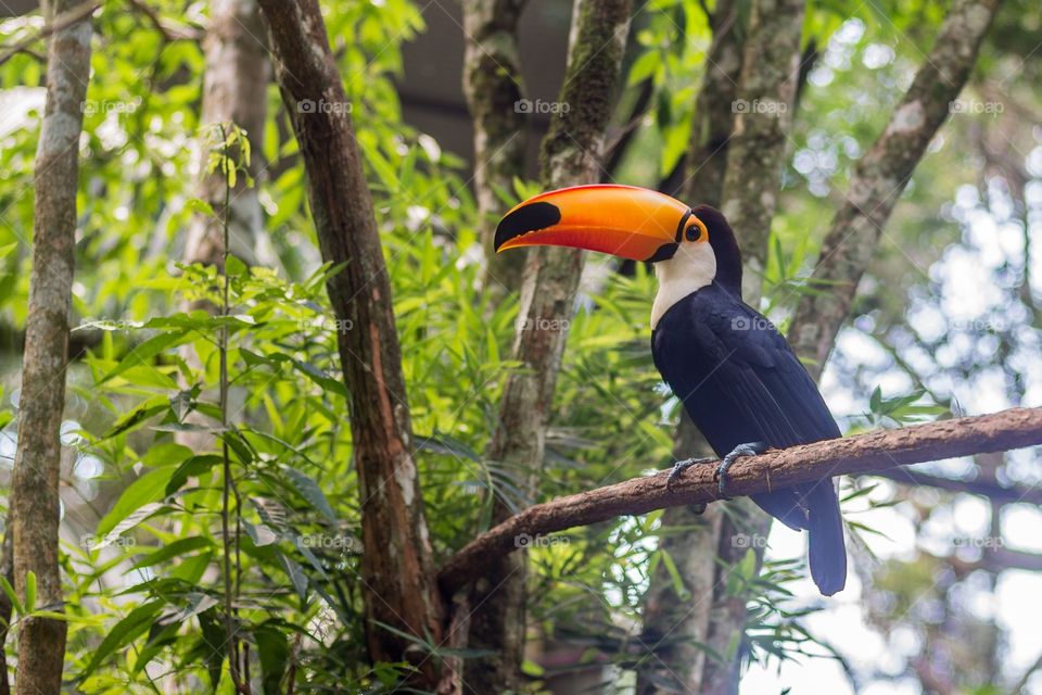 Toucan in the Bird Park - Foz do Iguaçu Brazil