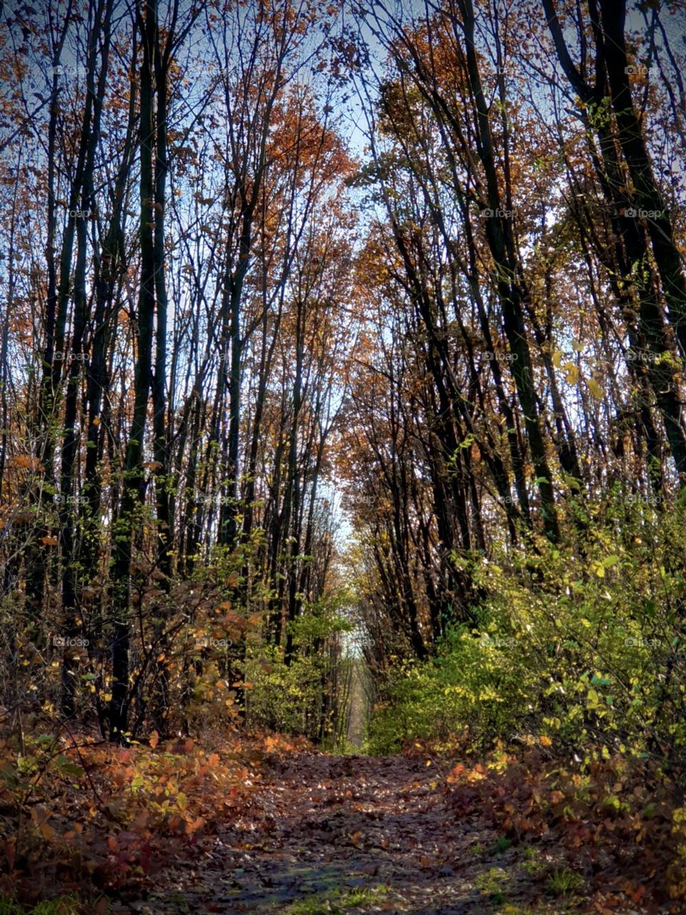 Autumn forest is the symbol of cozy weather. Who wouldn’t like going golden ray of sunshine reflecting on colorful leafs, you are in your favorite pullover and hot chocolate 🥰