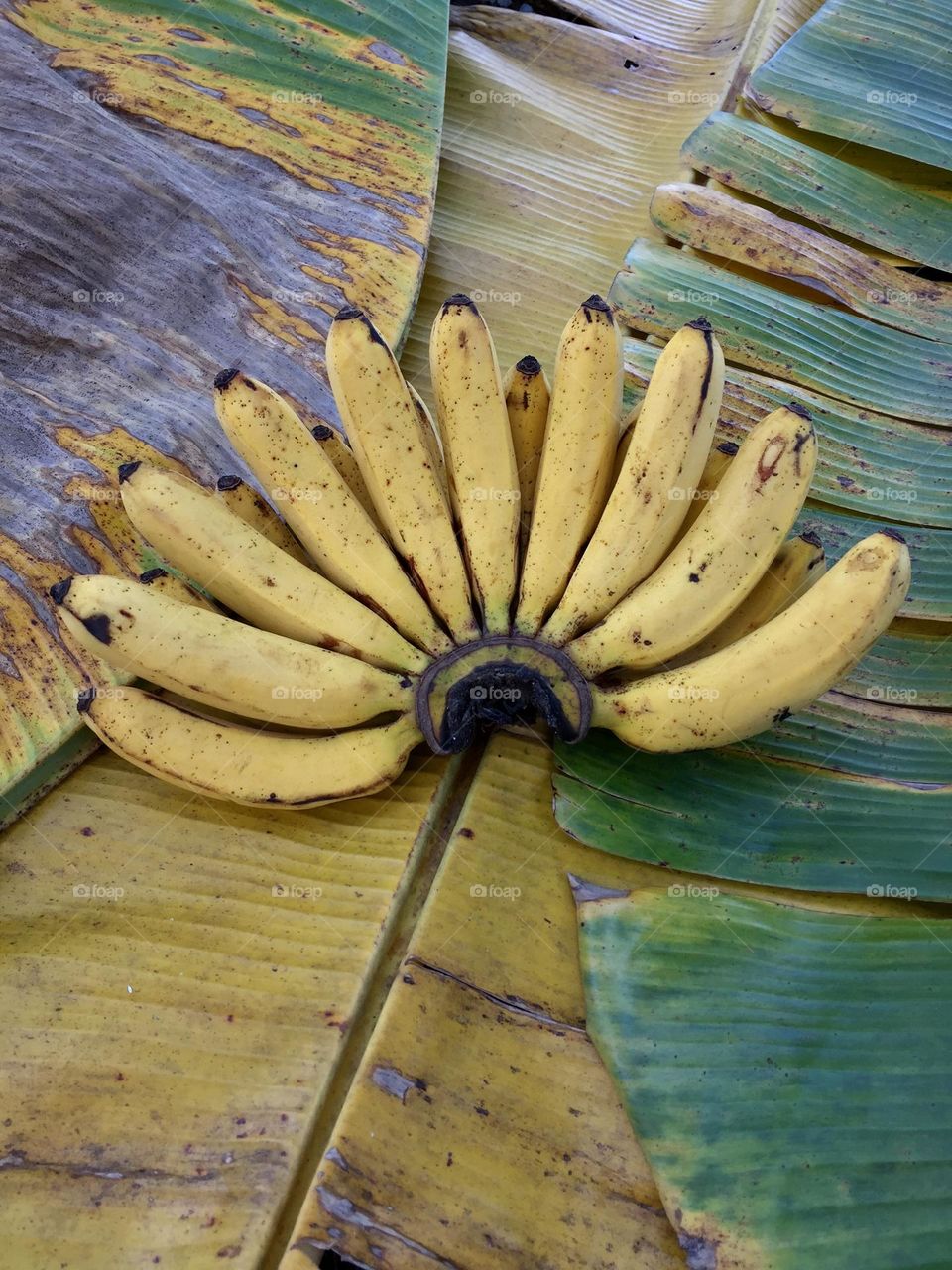 Bananas on the banana leaves itself 