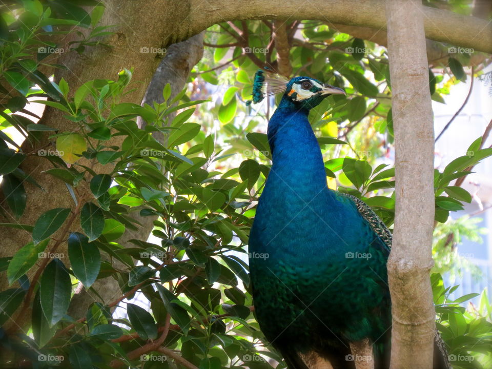 Peacock in tree. Makaha 5/19/13