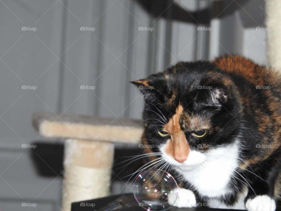 cat and bubble