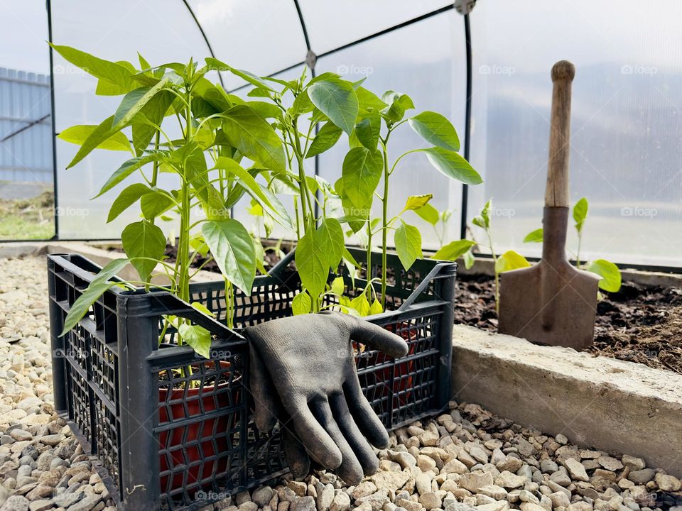 pepper seedlings in a greenhouse