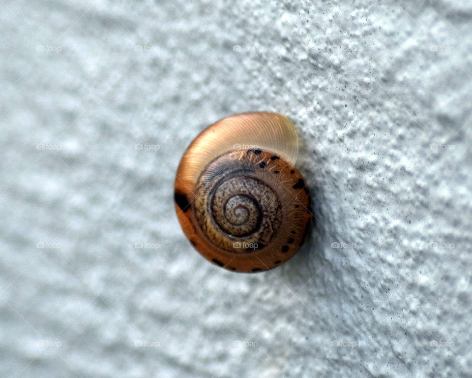 Snail Shell