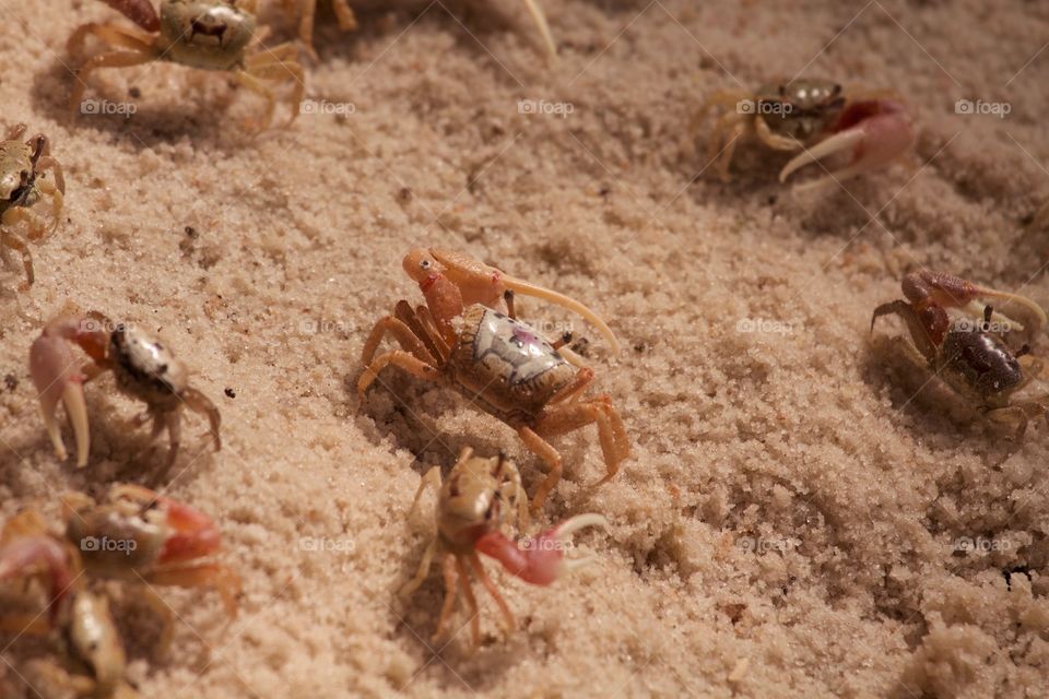 Close-up of fiddler crabs on sand