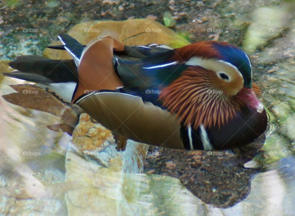 Fancy wood duck