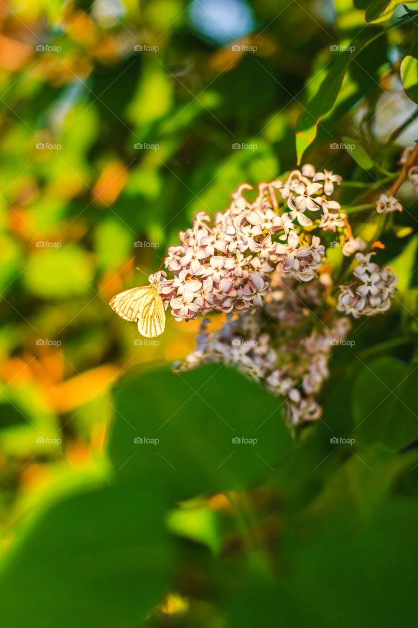 Blooming lilac with white butterfly