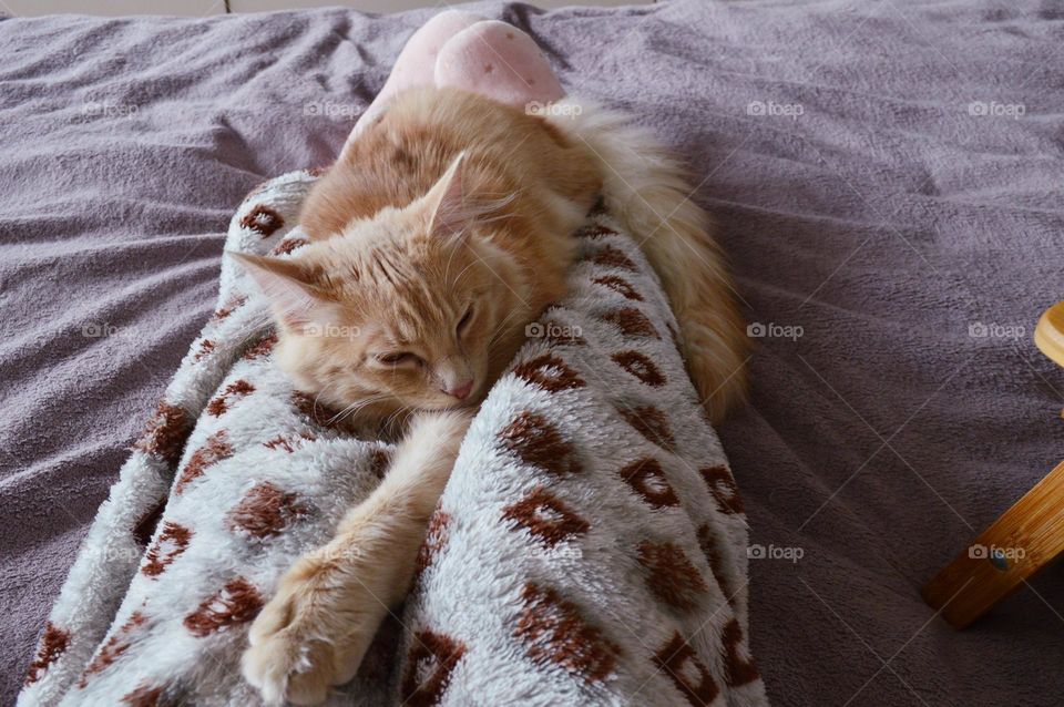 A red cat sleeps on a person's legs