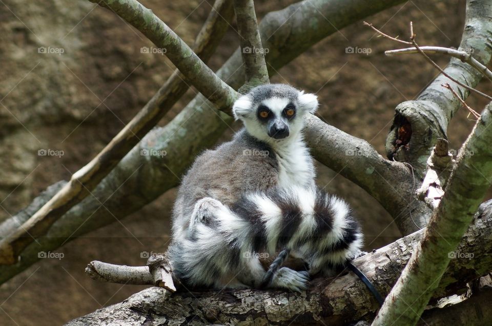 Lemur sitting on branch