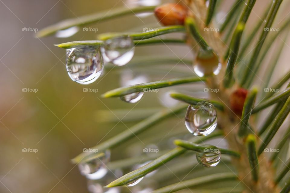 Raindrops on the tree