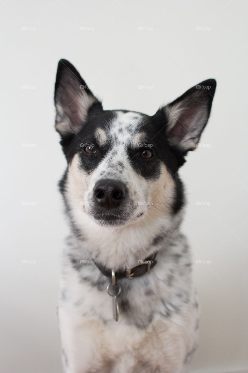 Australian cattle dog/America Eskimo dog mix