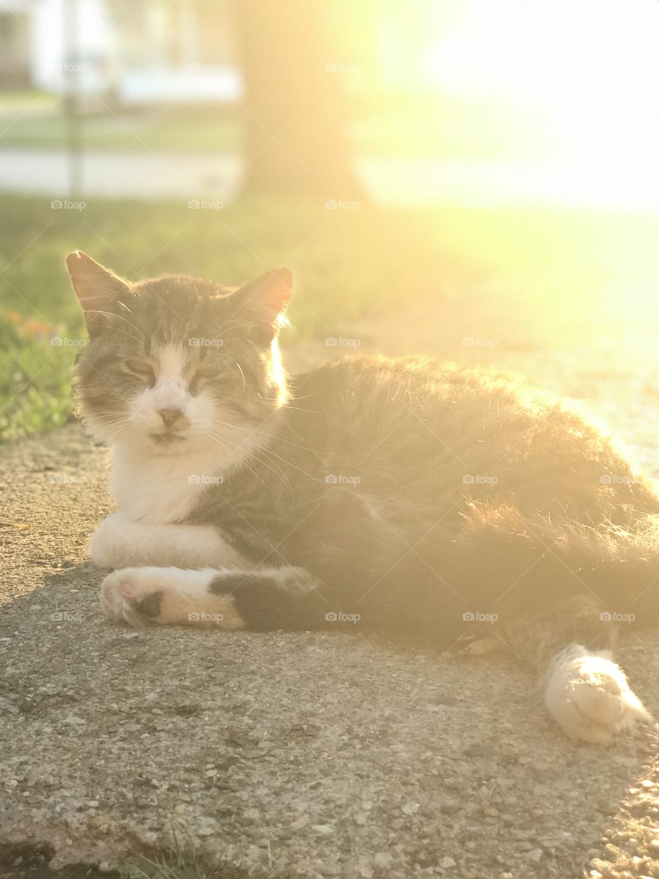Lazy cat relaxing in the sunshine
