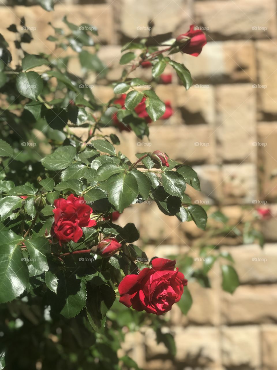 red roses near the house