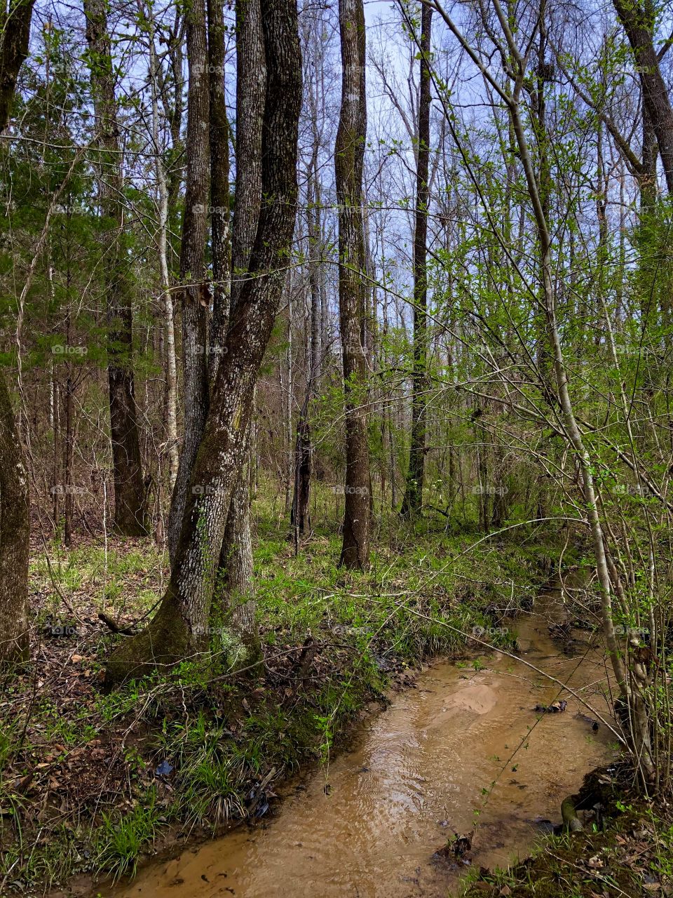 Late Winter Forest