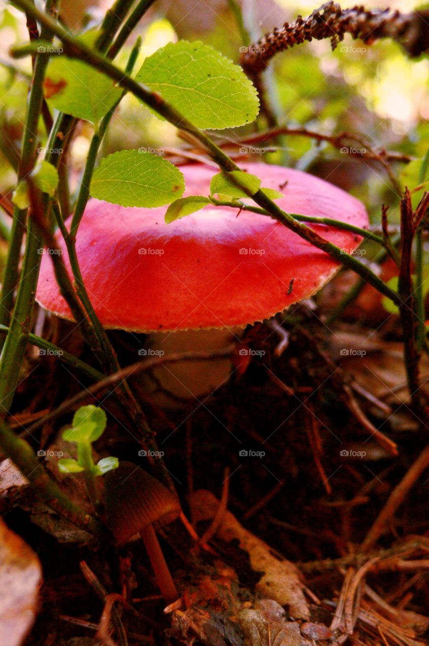 Red Shroom