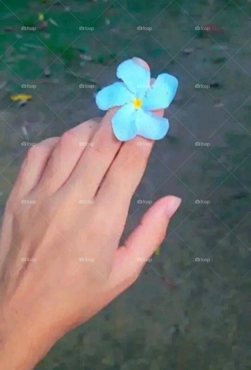 beautiful and attractive flowers in the garden.