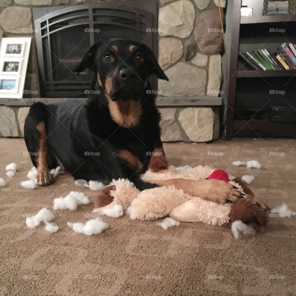 Jake destroying toys!