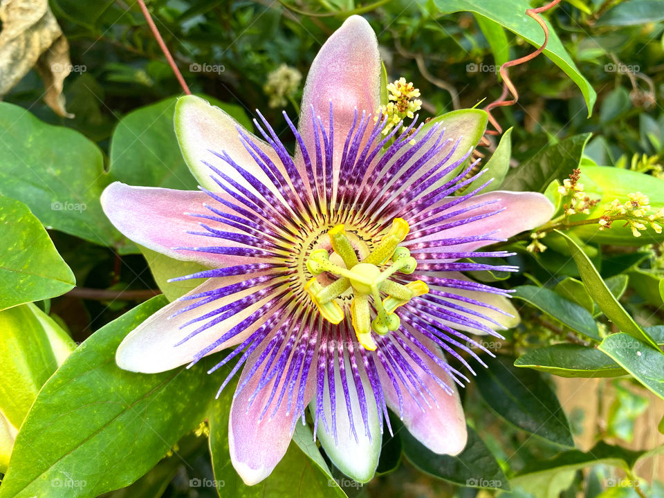 Passiflora incarnata, maypop, purple passionflower, vine flower growing in texas