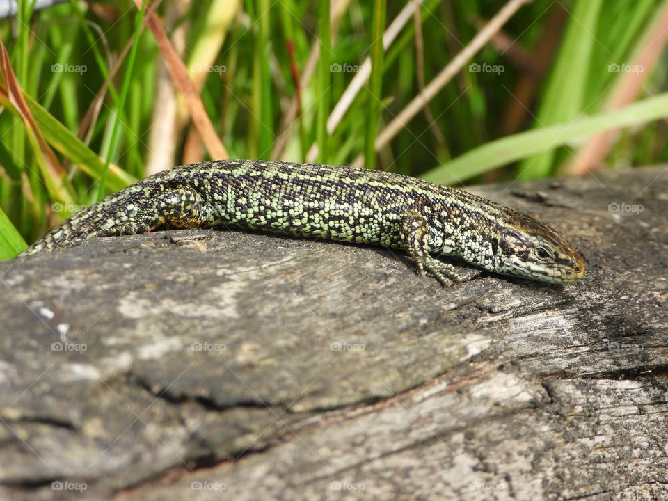 A lizard on a tree stump
