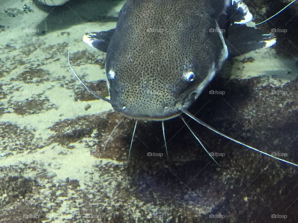 Catfish undwater