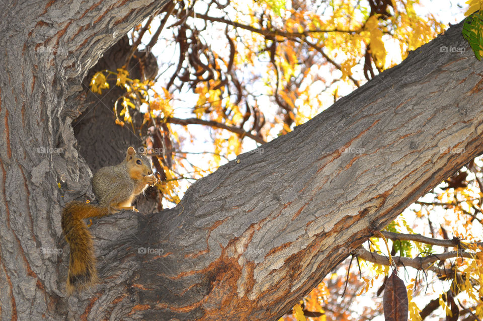 Fall Squirrel. Just walking around downtown Denver and met a friendly squirrel