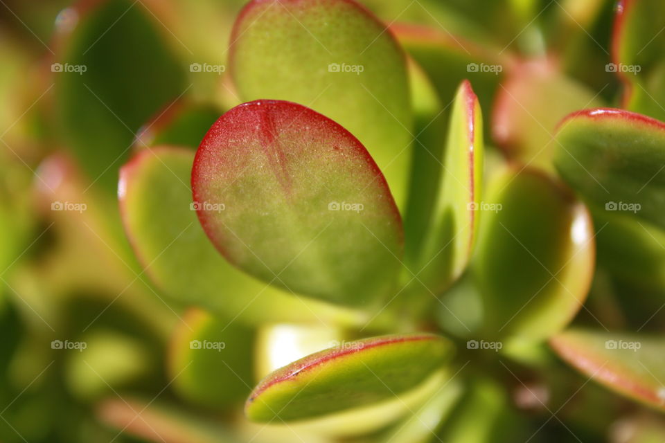 Jade plant