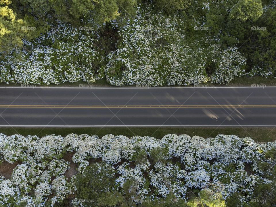 Beautiful road with flowers.