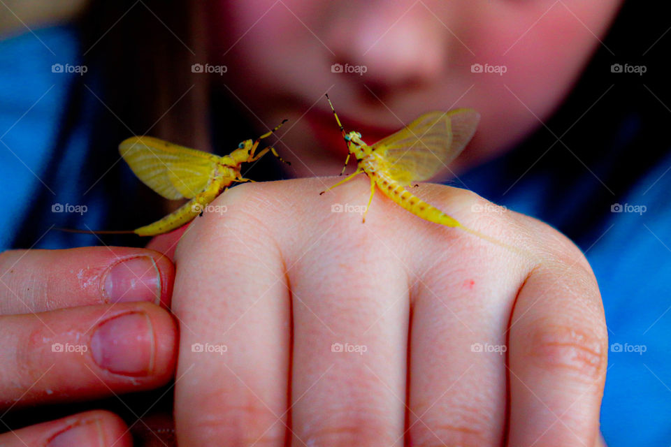 two Mayfies on a girls hand
