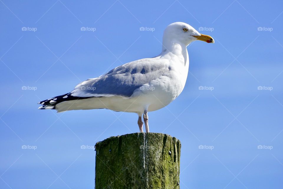 “Watching… Waiting…”. A line seagull surveys the opportunities from the top of a sea worn post.