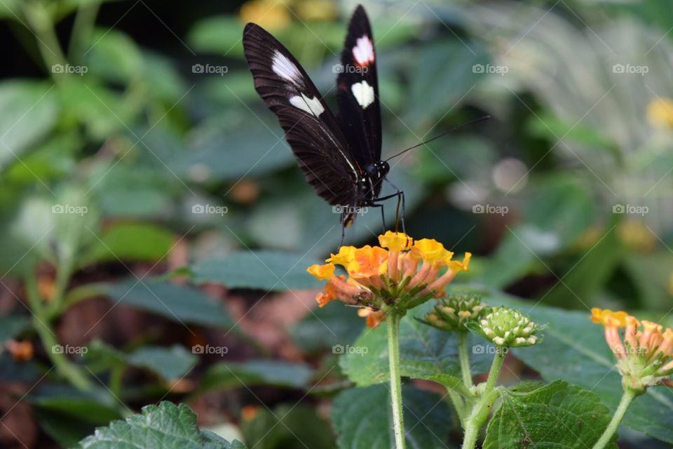 Heliconius Erato butterfly drinking from a flower