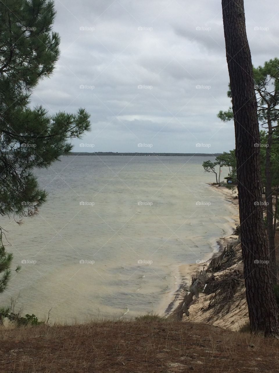 Lake between two trees