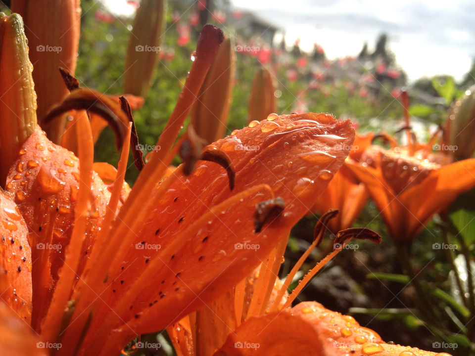 flower china orange water by thepreissisright