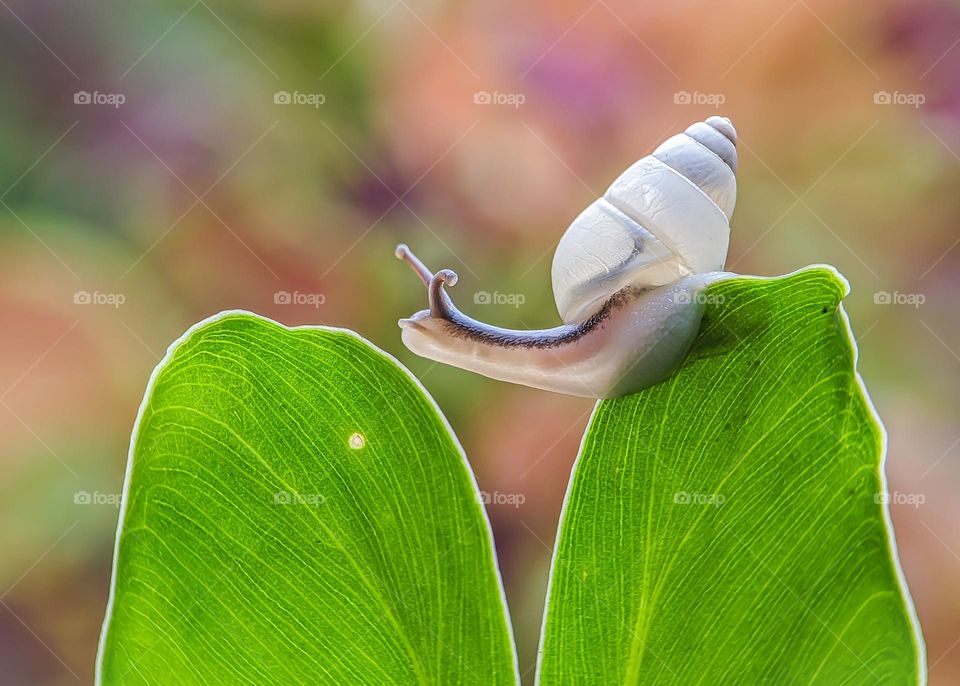 White Snail Background Blur