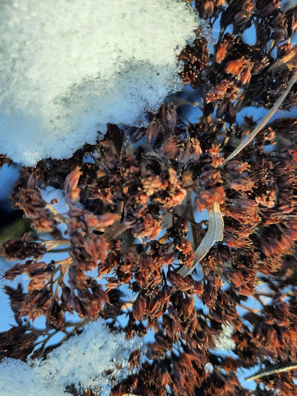 sedum flowers in winter