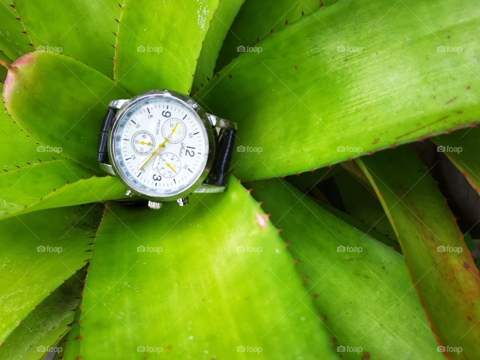 a cool comfortable watch on green large leaves