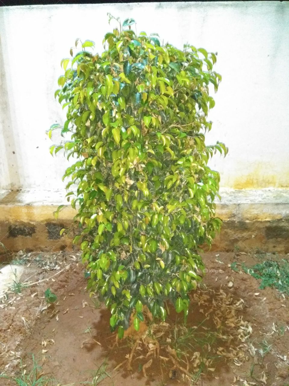 beautiful small tree