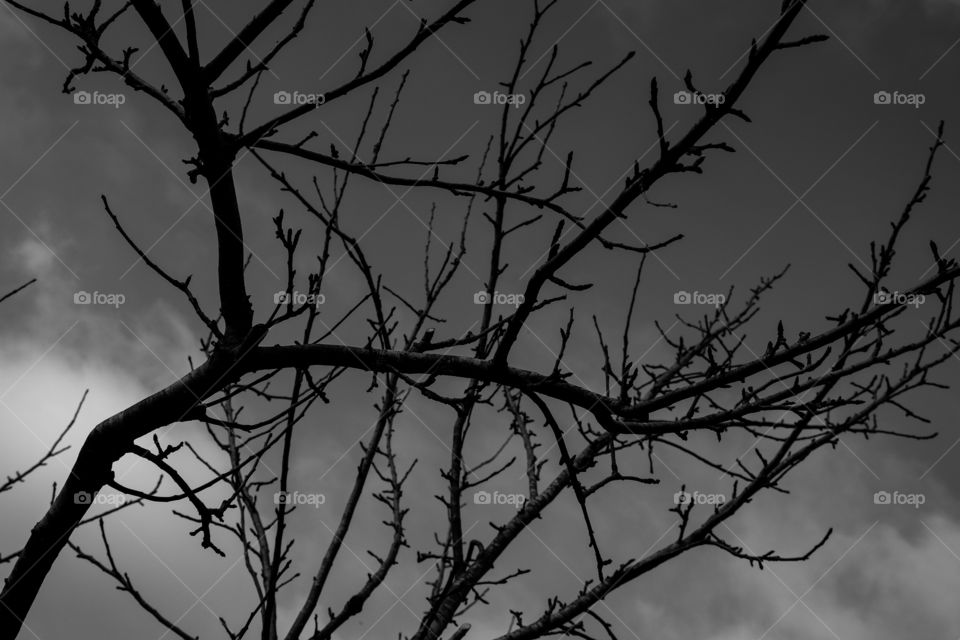 Black and white sky with branches