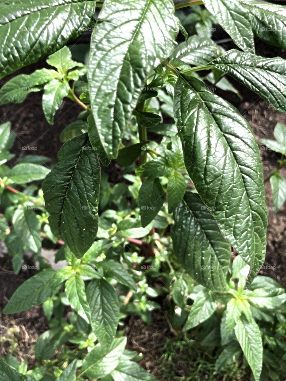 Leaf patterns