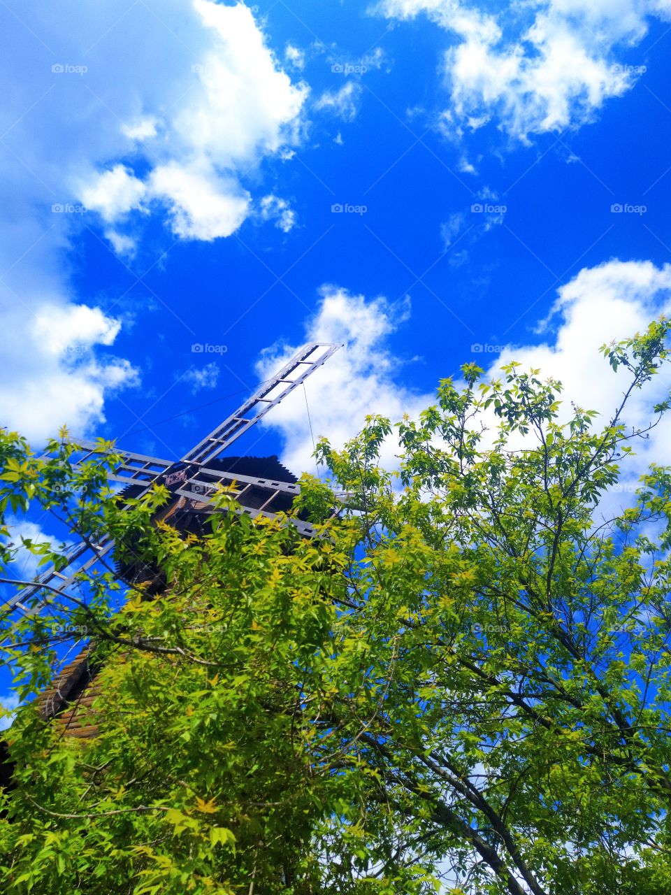 Contrast of white and green.  Green trees on a background of white clouds.  Against the background of the blue sky and the wooden mill