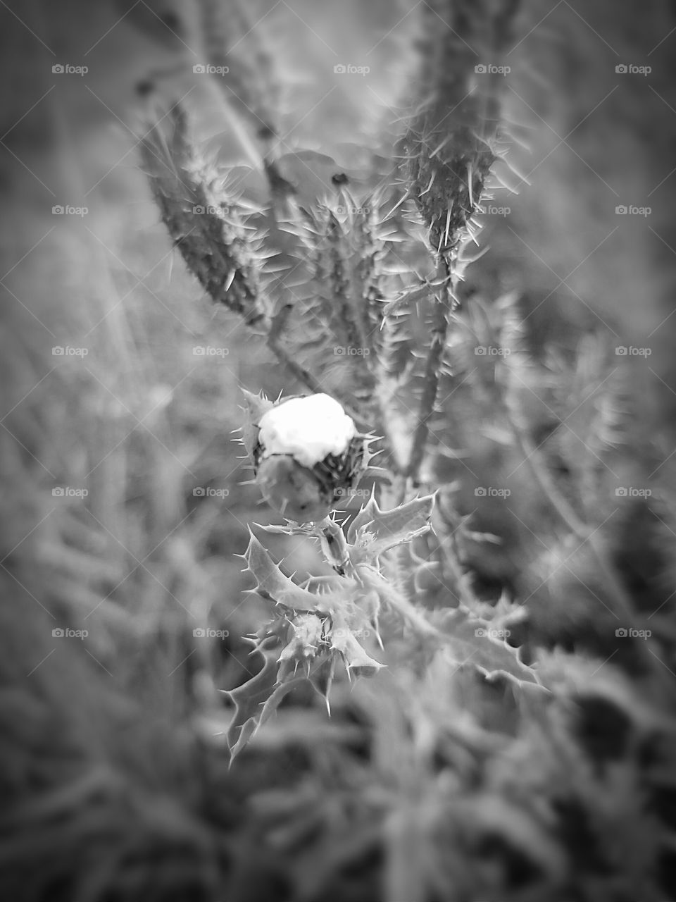Thistle bud black and white