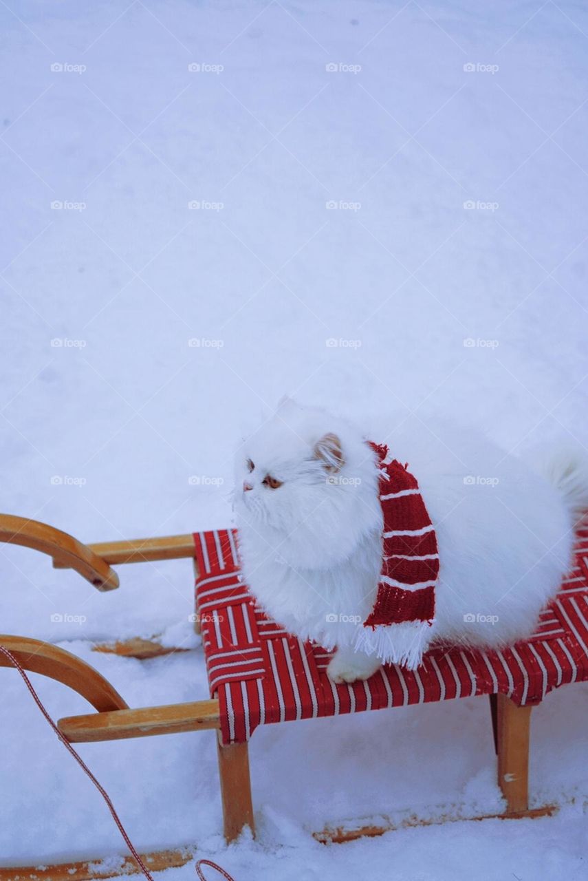 a cute little Snowflake