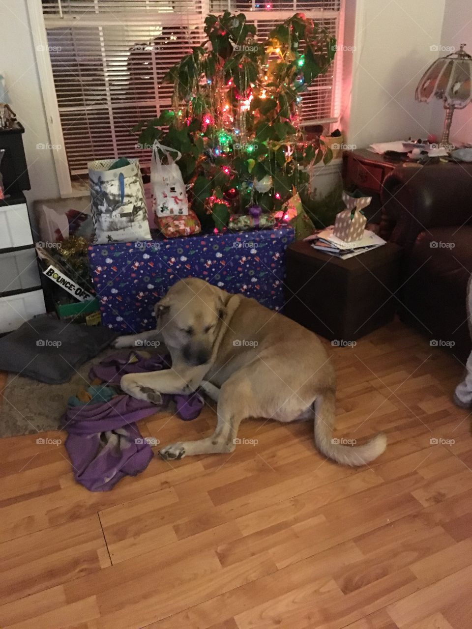 One of my fur babies waiting for Santa 