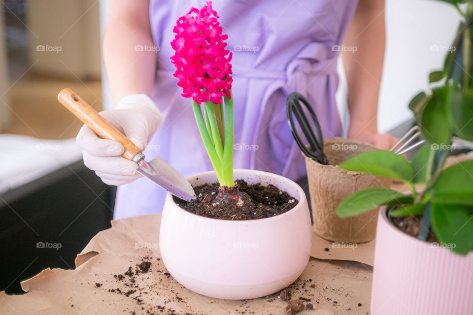 Woman planting hyacinth in pot