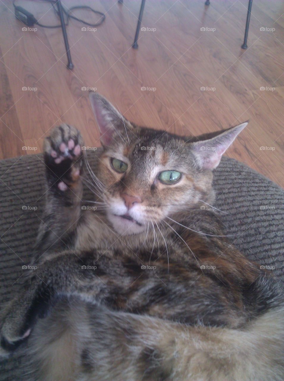This is my cat Sheba. She is waving at the camera.
