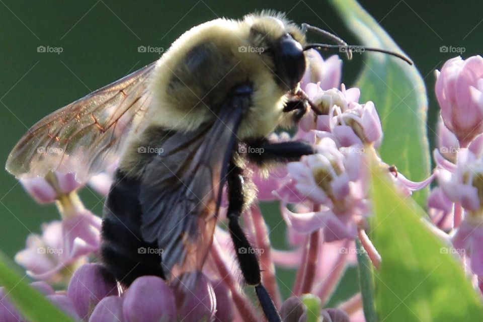 Macro of bee on flower