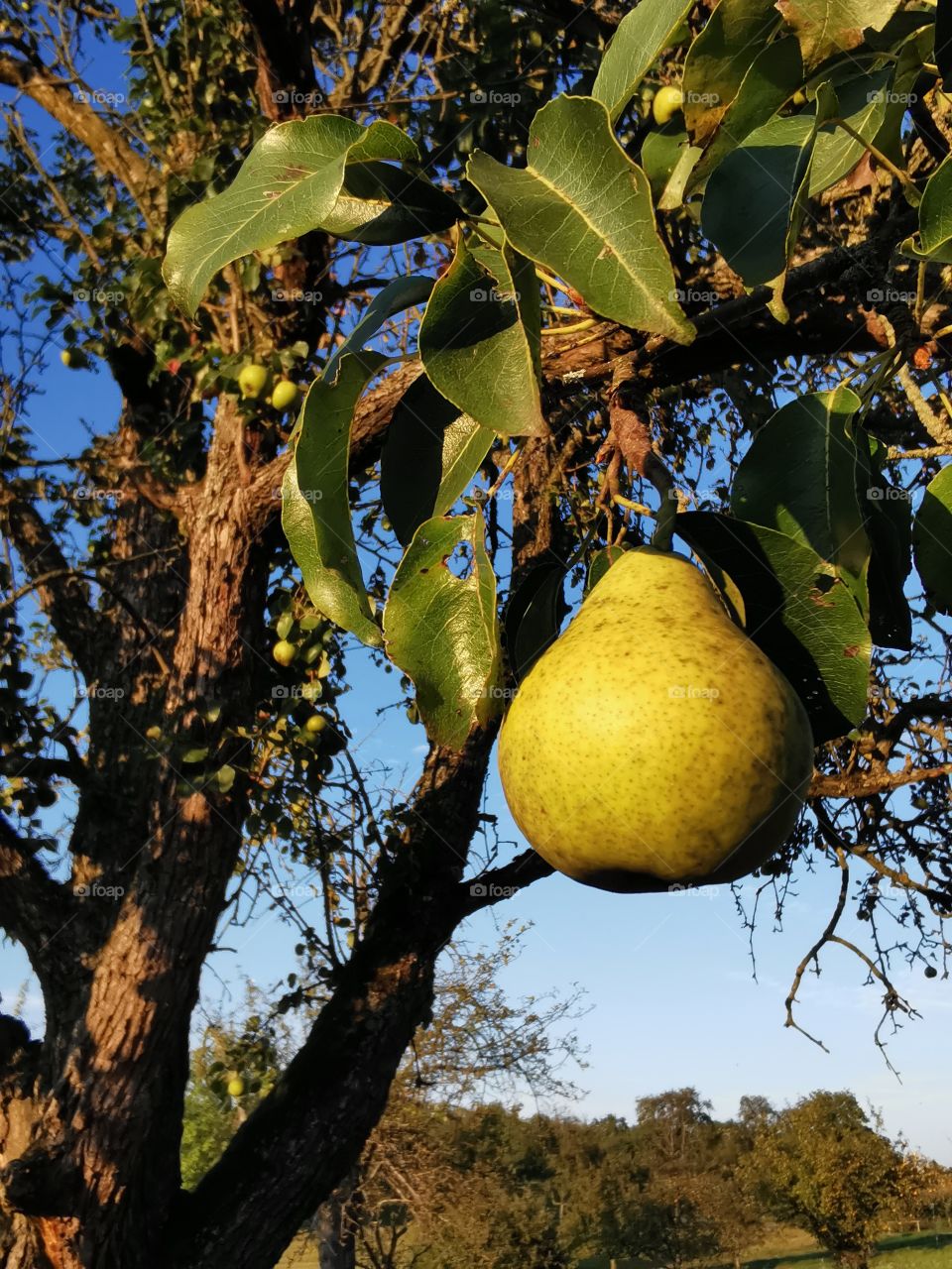 Pear on the branch