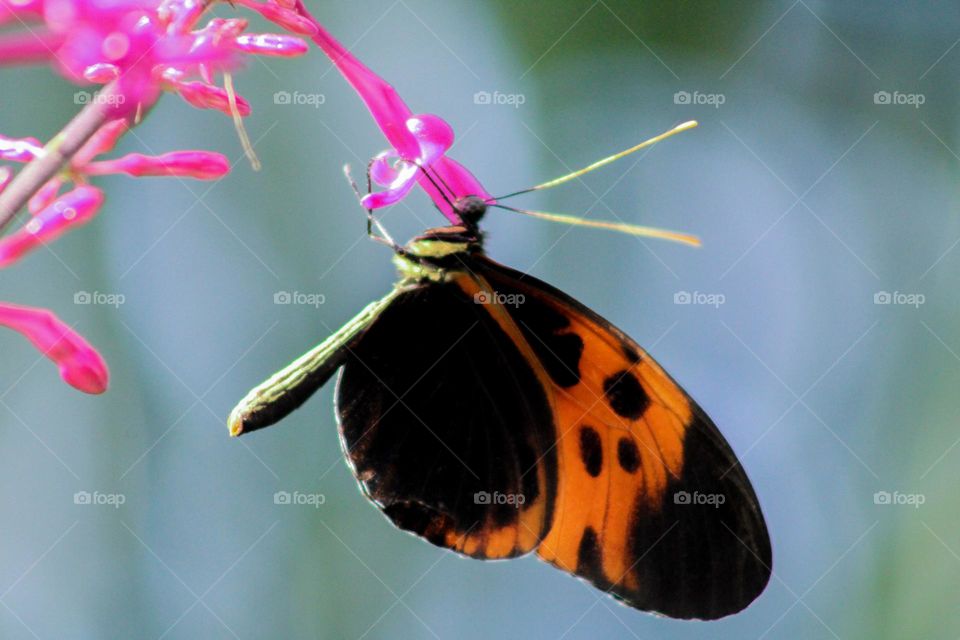 Orange and black butterfly 